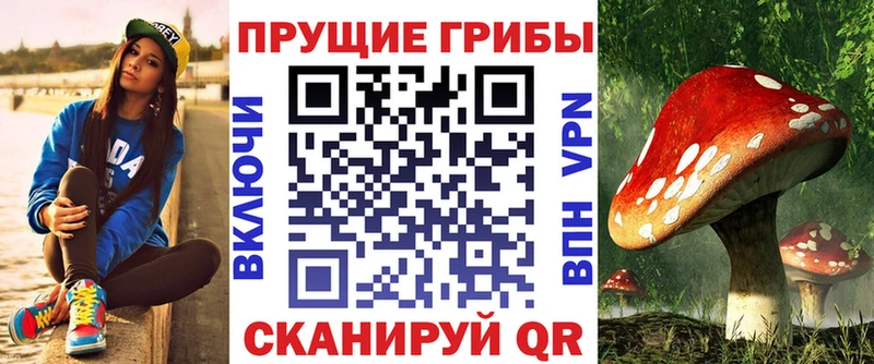 наркота Циолковский kraken как зайти Псилоцибиновые грибы Psilocybine cubensis